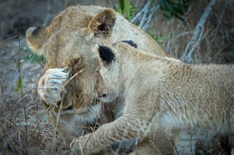Lioness Cleaning Cub Stock Photo Image Of Wild Cleaning 50357244