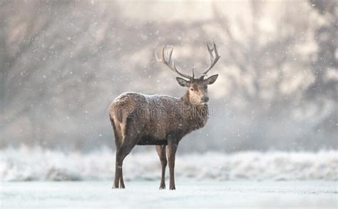 Red Deer Stag In The Falling Snow In Winter Stock Image Image Of Deer