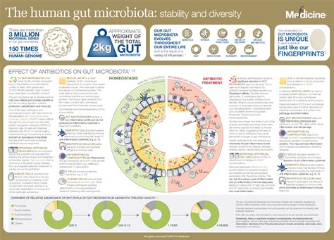 The Human Gut Microbiota Stability And Diversity Fx Medicine