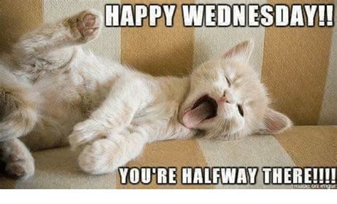 50 kickass funny wednesday memes to make hump day better funny wednesday memes cats cat day