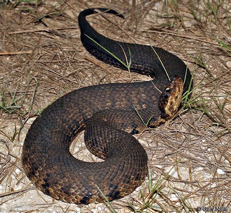 Western Cottonmouth Agkistrodon Piscivorus Leucostoma