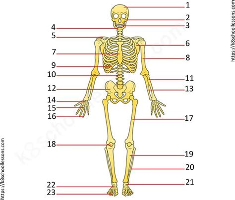 Skeletal System Upper Bones Diagram Quizlet