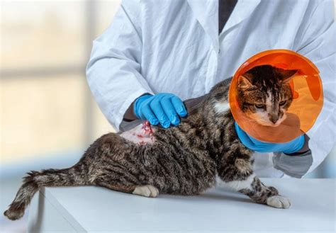 Cancer In Cats Symptoms Types Treatment Prognosis And Supplements