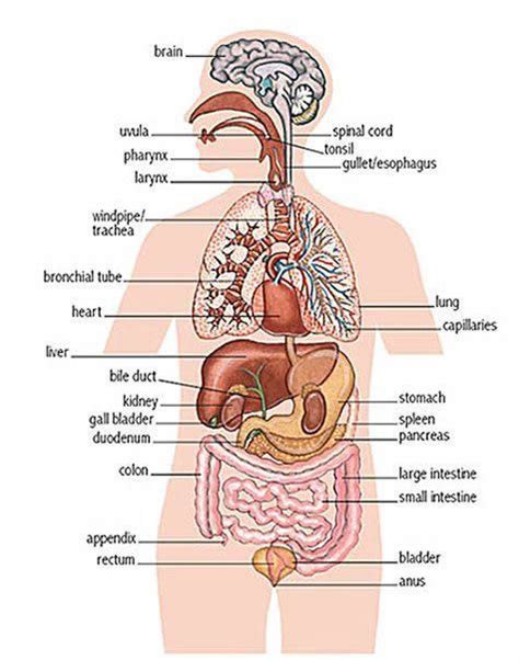 ideas body  organs diagram  kids worksheet