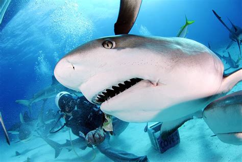 Grey Reef Shark Photograph By Liudmila Di Fine Art America