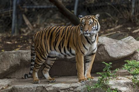 Tiger At Sd Zoo Dies During Mating The San Diego Union