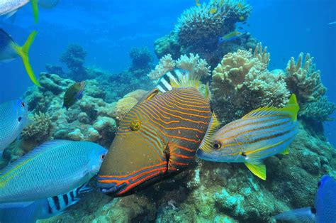 Green Island And Great Barrier Reef Snorkelling Great Adventures Cruises Great Adventures