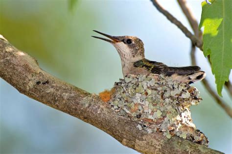 Hummingbird Nests Our In Depth Guide Birdwatching Buzz