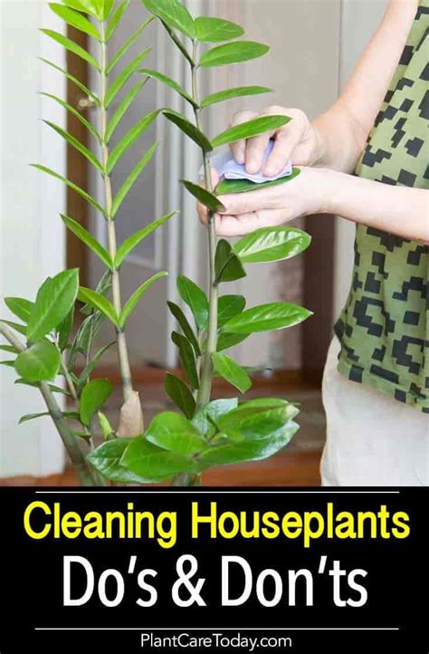 How To Clean Houseplant Leaves Plant Care Houseplant Plant Leaves