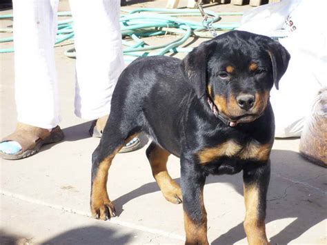 Get matched with the perfect provider for your family! Baby Rottweiler For Sale Near Me | PETSIDI