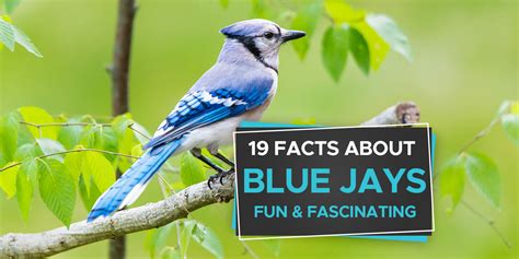 19 Fascinating Facts About Blue Jays Birdwatching Buzz
