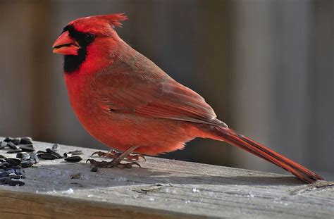 Popular Backyard Birds Of Arkansas With Pictures Birdwatching Tips