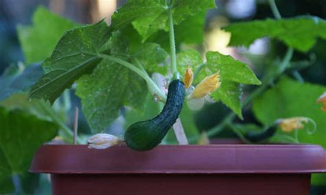 top 8 growing cucumbers in a pot