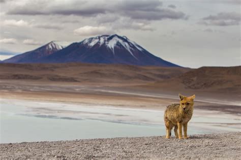 Photography On The Salar De Uyuni And Bolivian Altiplano Brendan Van