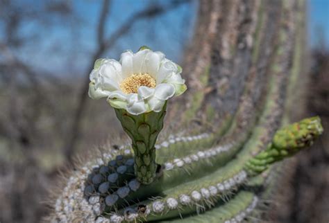 Arizonas State Flower One And Done The Saguaro Cactus Flickr