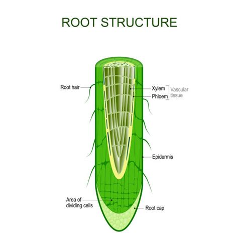 Best Xylem Illustrations Royalty Free Vector Graphics And Clip Art Istock