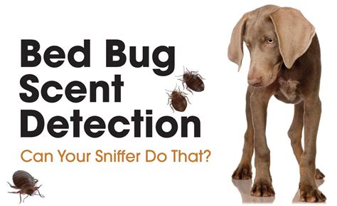 Bed Bug Scent Detection 2017 09 18 Restoration