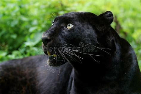 4689 Black Panther Portrait Photos Free And Royalty Free Stock Photos