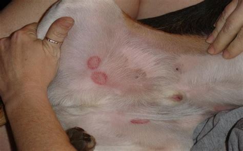 Ringworm In Dogs Belly. Pictures With Method Of Prevention And Treatment
