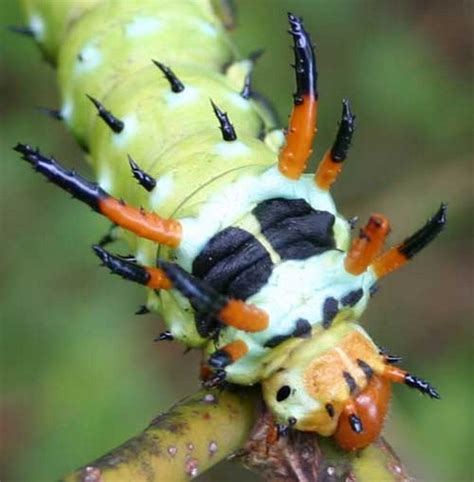Whichever color is usedthere were caterpillars, on the tail they always have a sharp hard spike, which many take for the horn. The Wonders of The World: 7 Animals Nicknamed The Devil