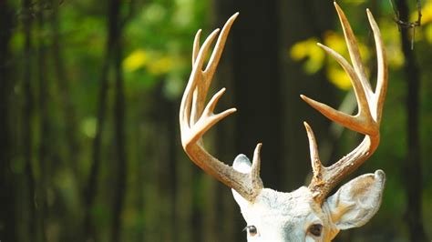 Cancer Genes Help Deer Antlers Grow Science Aaas