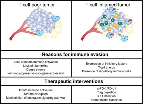 Differences Between Tumors With “inflamed” And “non Inflamed