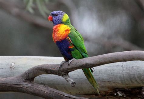 Rainbow Lorikeet A Bird That Will Capture Your Attention