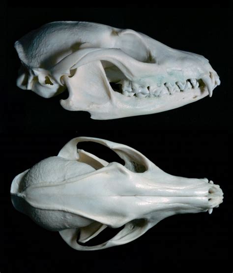 Gray Fox Skull Multiangle By Nikkiburr On Deviantart Fox Skull