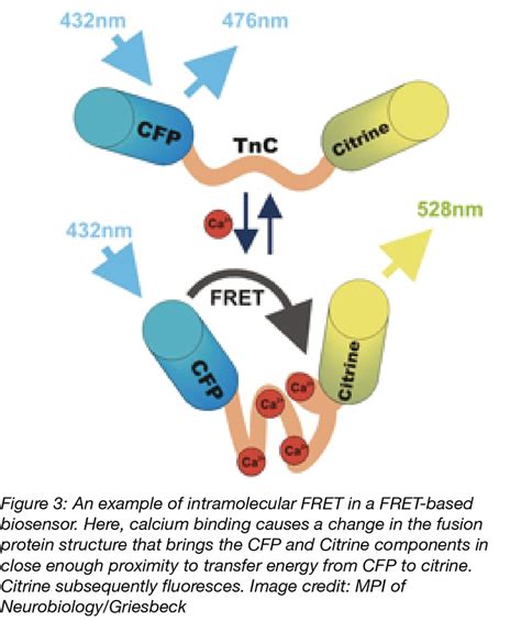 Fluorescent Proteins 101 Introduction To Fret