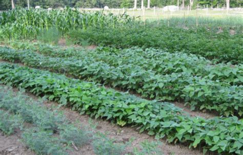 5 Tips For Planning A Fall And Winter Vegetable Garden In Murphy Nc Murphy Nc Real Estate