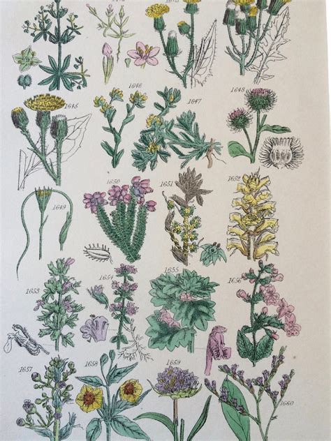 1914 Original Antique Botanical Print Mounted And Matted Botany