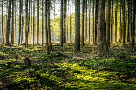 14 Reasons That Makes The Coniferous Forest Unique Chandamama