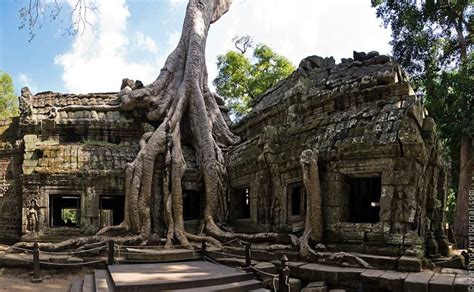 Giant Trees At The Cambodian Temple Of Ta Prohm Amusing Planet