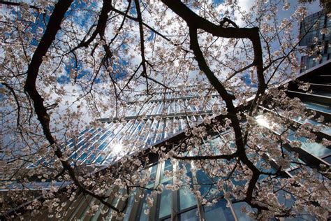 Be Part Of A Spring Time Cherry Blossom Extravaganza Wayfarer
