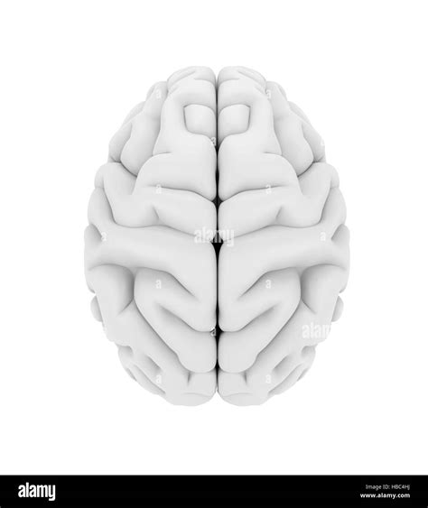 Human Brain Anatomy Stock Photo Alamy