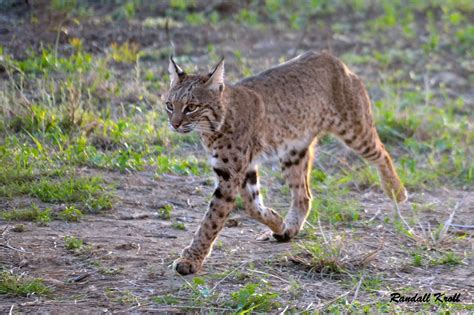 Kinds Of Wild Cats. Wild Cats List With Pictures & Facts: All Types Of