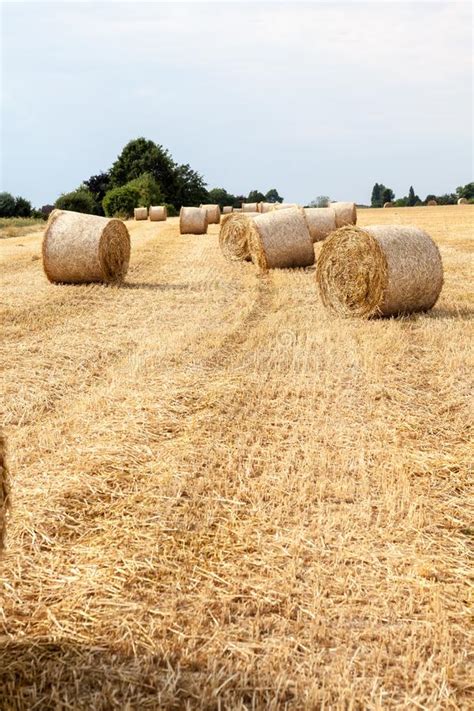 An Hay Bale Stock Image Image Of Grass Crop Feed 123100587