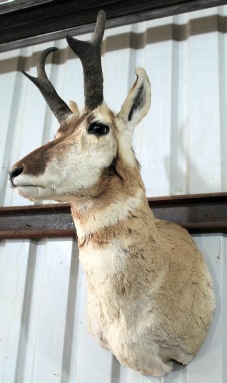 Antelope Head Mount Linnebur Auctions Inc