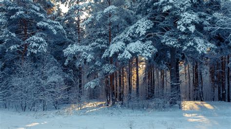 Wallpaper Forest Winter Snow Trees Winter Landscape Hd