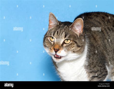 Meowing Kitty Hi Res Stock Photography And Images Alamy