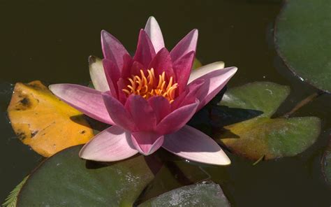 Water Lily High Definition Wallpapers
