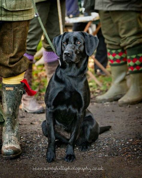 Black Lab Labrador Retriever Service Dogs Labrador