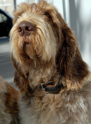 Ma visto che è un verbo molto usato nel linguaggio quotidiano è più facile fare un piccolo. Spinone Italiano | Hund | Wesen, Erziehung und Eigenschaften