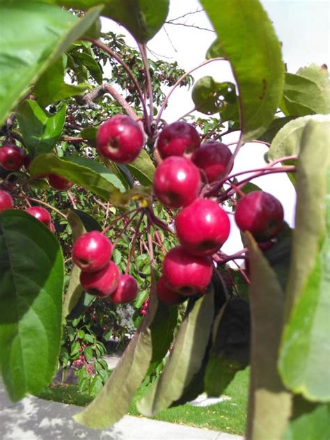 Red Baron Crabapple