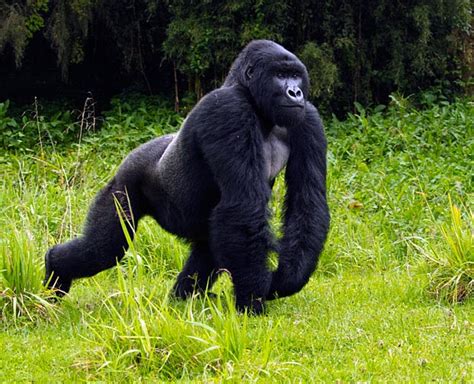 Let Me Know This Animal Fun Gorilla Facts For Kids