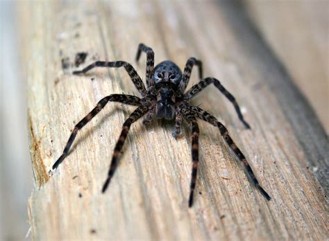 Gorgeous Large Fishing Spider From Ohio Arachnoboards