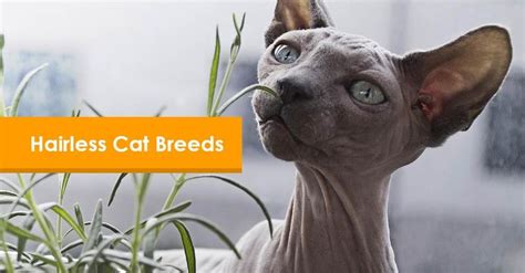 Pin On Cat Breeds