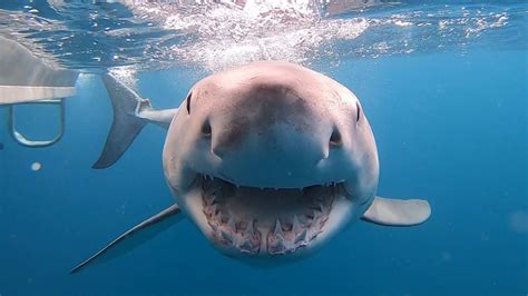 Threatening Sharks Off The Hook In Wa As Rapid Response Alerts Switched