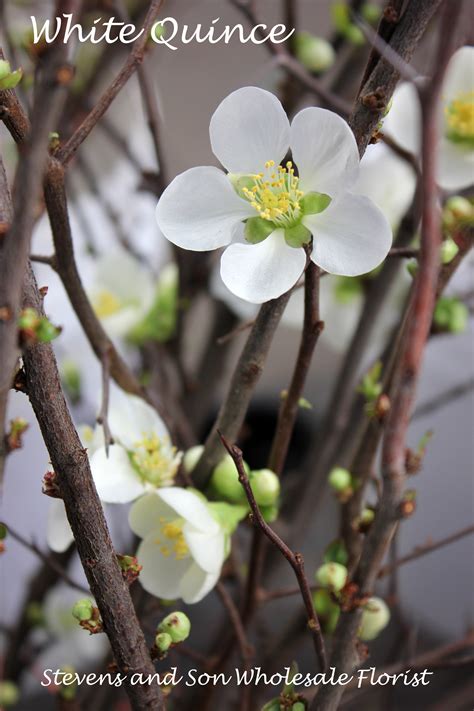 White Flowering Quince Branches Stevens And Son Wholesale Florist