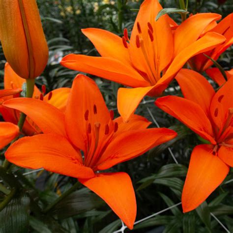 Orange Lily Plants
